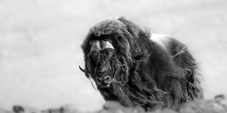Ellesmere Hiking muskox