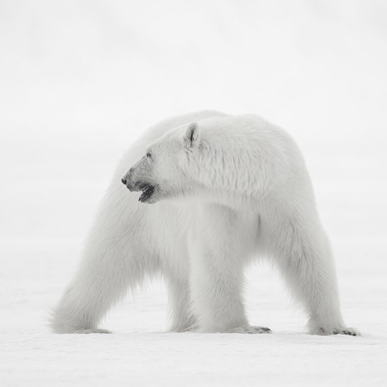 Floe Edge, Pond Inlet, Nunavut (Black Feather)